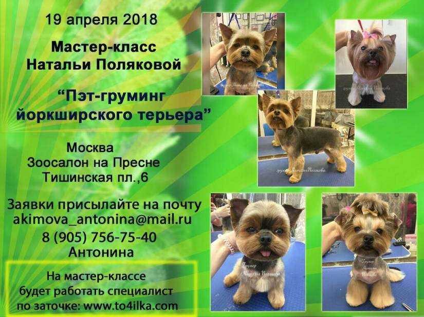 Пет-груминг йоркширского терьера с практикой 19 апреля 2018 Пет-груминг йоркширского терьера с практикой 19 апреля 2018