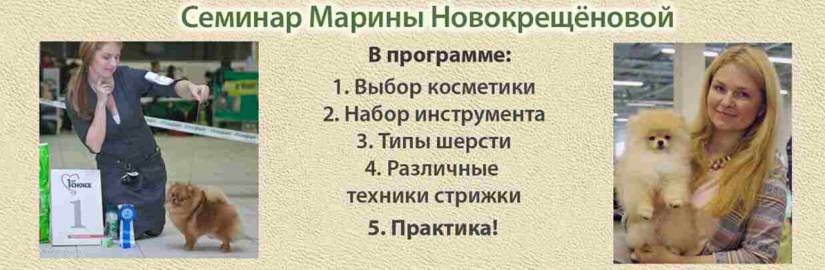 Породный груминг шпица Породный груминг шпица