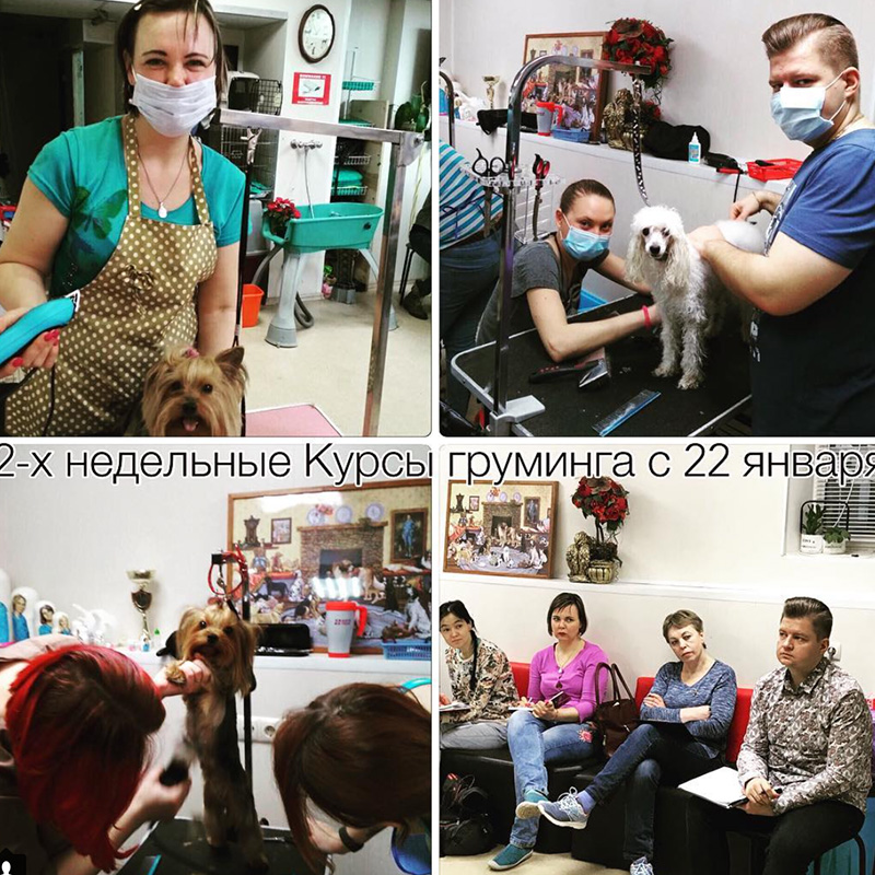 курсы грумер обучение