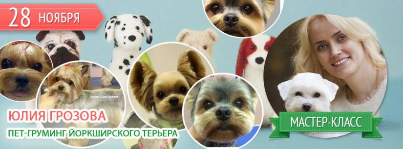 Пет-груминг йоркширского терьера с практикой 28 ноября 2017 Пет-груминг йоркширского терьера с практикой 28 ноября 2017