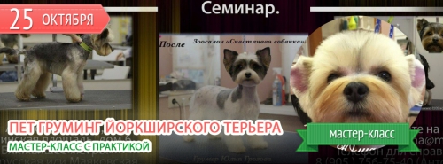 Мастер-класс по пет грумингу йоркширского терьера Мастер-класс по пет грумингу йоркширского терьера