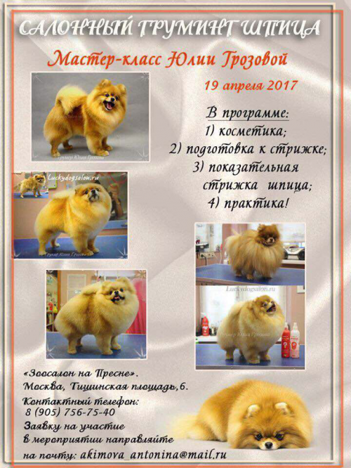 Салонный груминг шпица Салонный груминг шпица