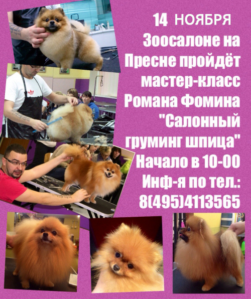 Мастер-класс Романа Фомина "Салонный груминг шпица" Мастер-класс Романа Фомина "Салонный груминг шпица"