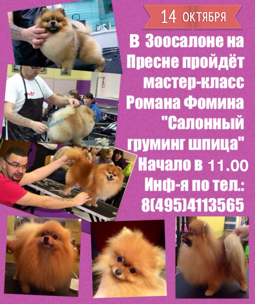 Мастер-класс Романа Фомина "Салонный груминг шпица" Мастер-класс Романа Фомина "Салонный груминг шпица"