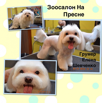 Мальтийская болонка (мальтезе)