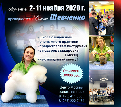 Обучение грумингу в группе «Интенсив» у Елены Шевченко с 2-го ноября 2020 года