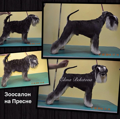 Цвергшнауцер