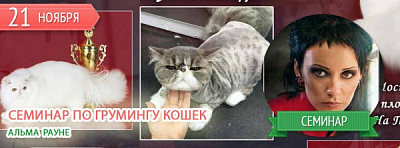 Семинар по грумингу кошек 21 ноября 2017